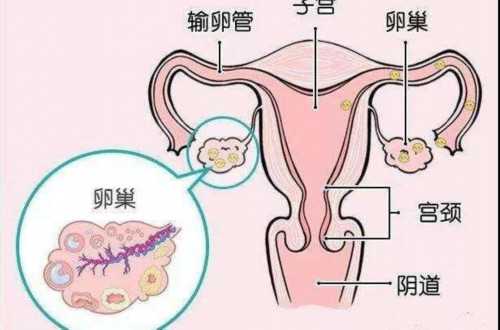 上海哪家做试管婴儿成功率高 上海试管婴儿三代费用明细 ‘b超6个月女能翻男
